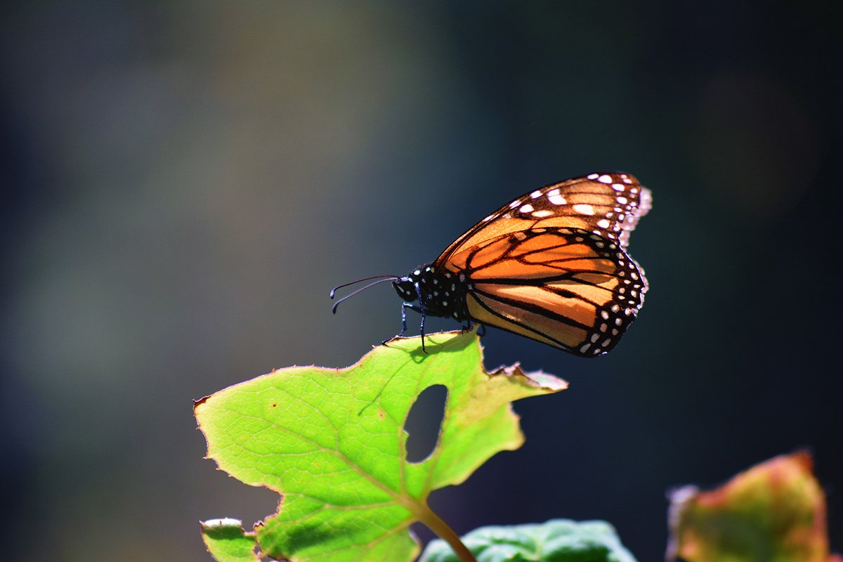 Mariposa Monarca Chincua